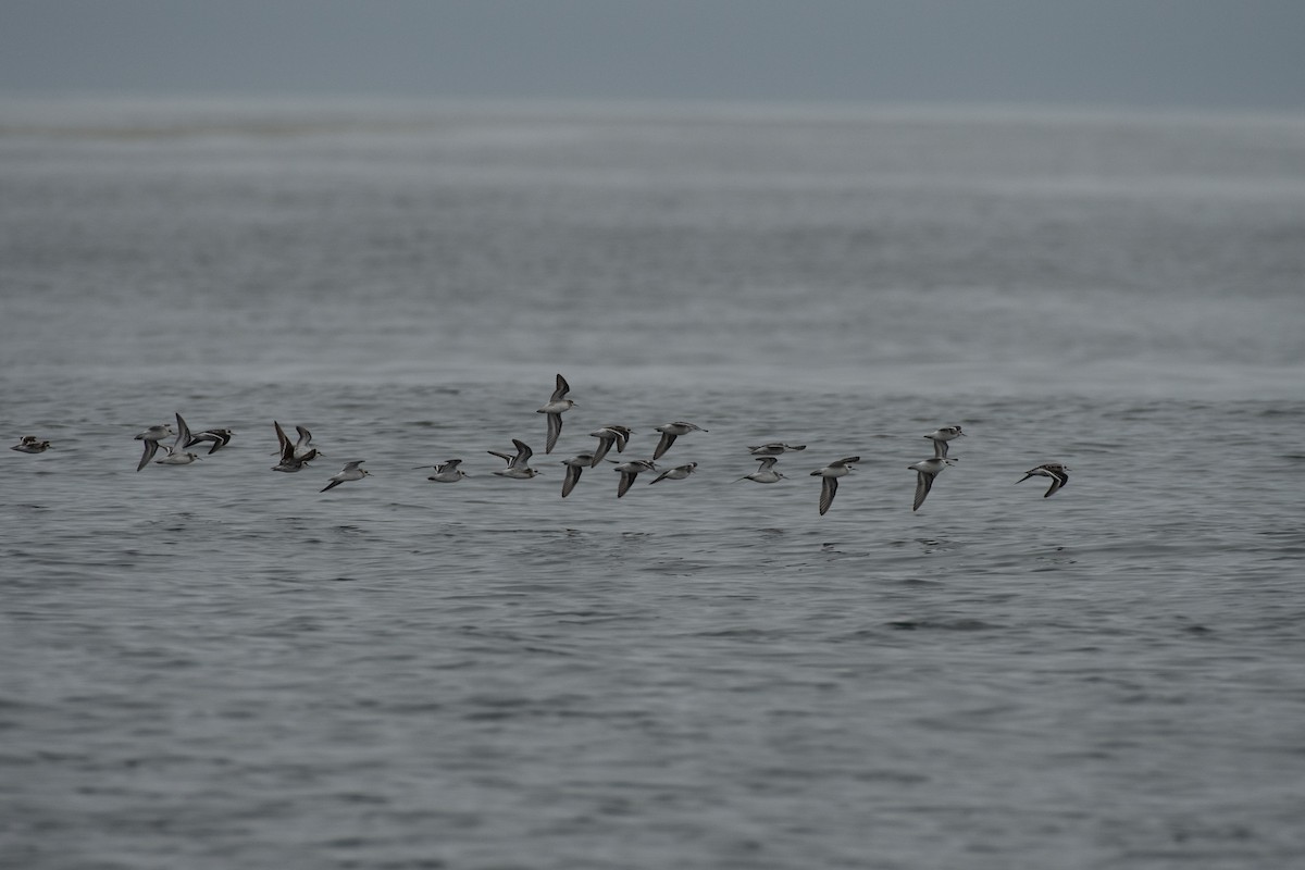 Red-necked Phalarope - ML361656091