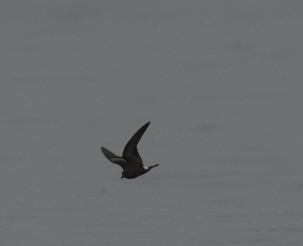 Leach's Storm-Petrel - ML361656251