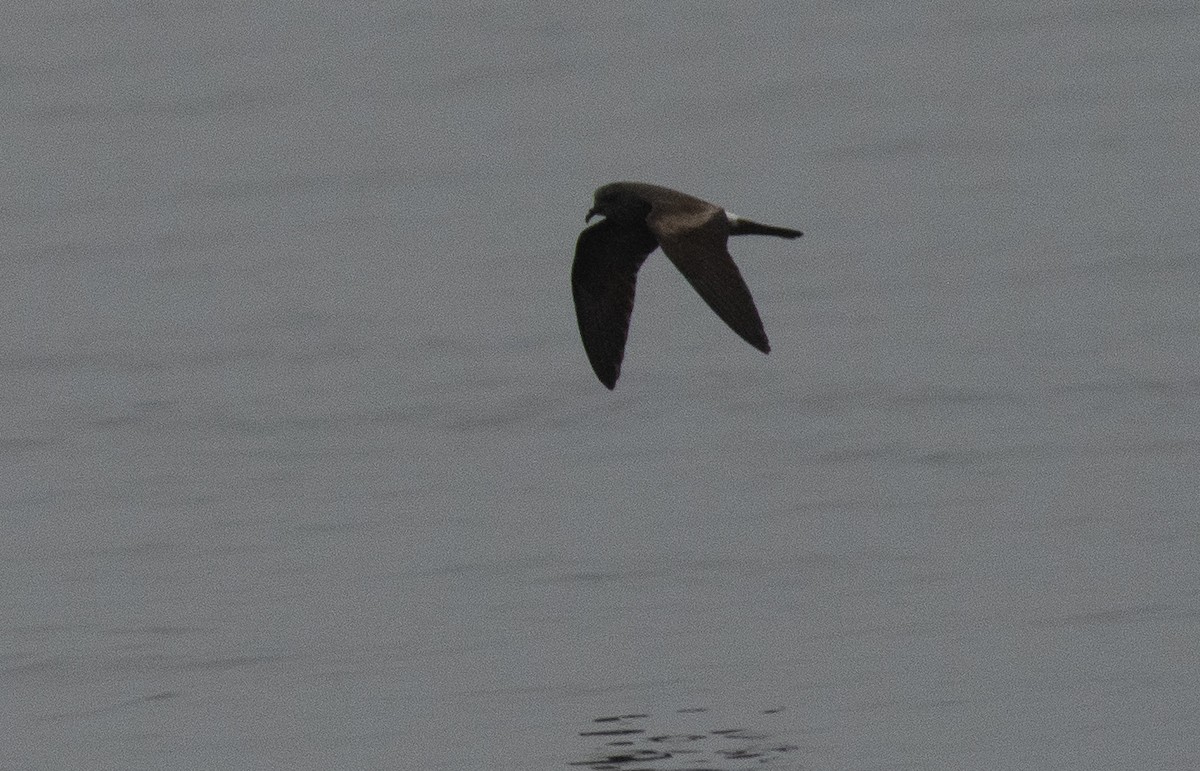 Leach's Storm-Petrel - ML361656281