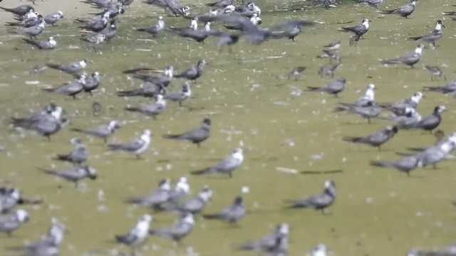 ハシグロクロハラアジサシ - ML361656651