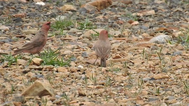 Great Rosefinch - ML361656921