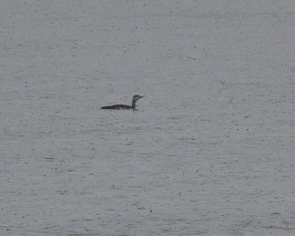 Red-throated Loon - Dorrie Holmes