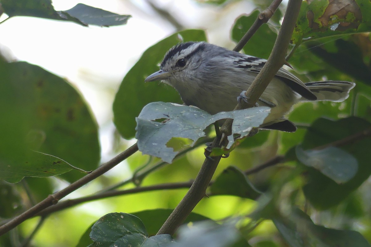 Black-capped Antwren - Jorge  Quiroga