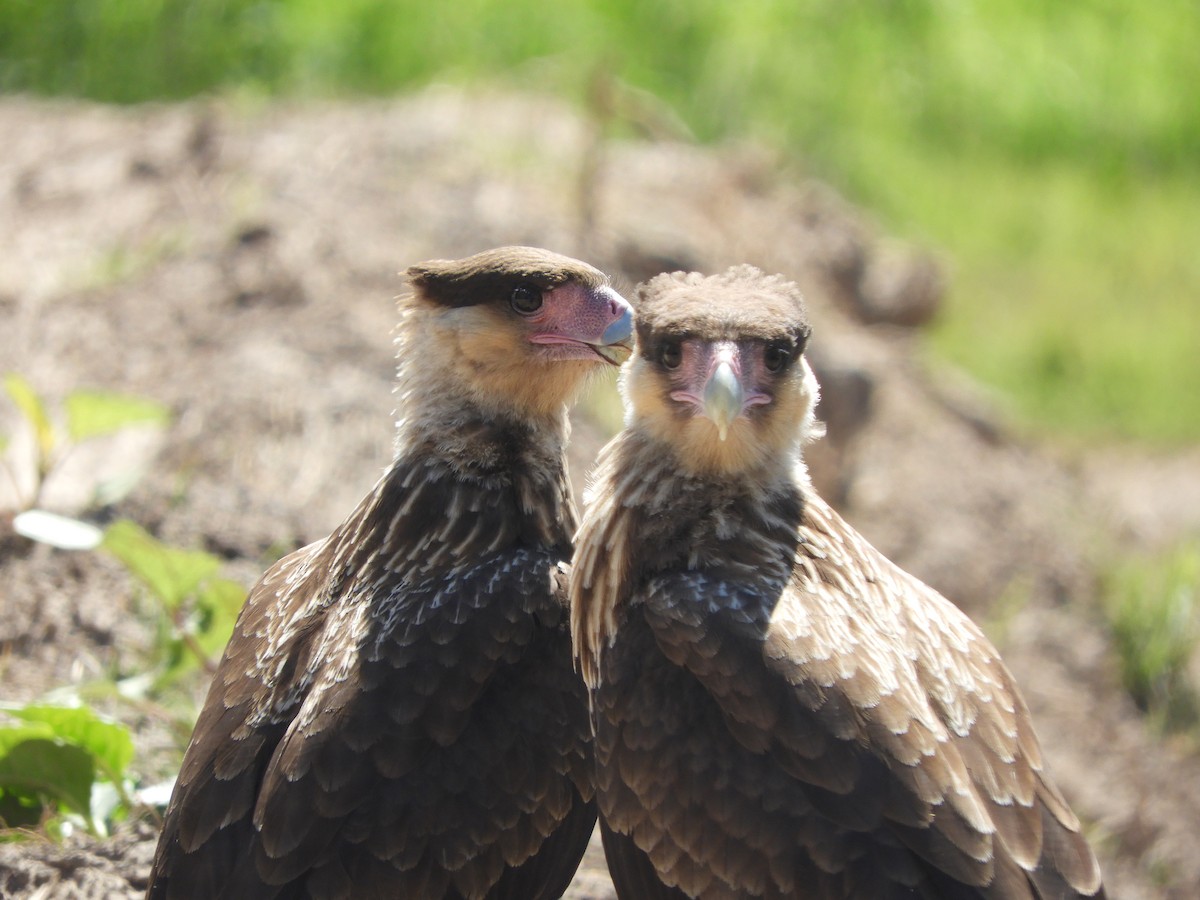 Caracara huppé (plancus) - ML361661011