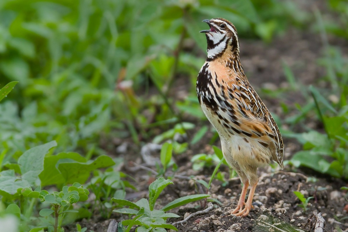 Rain Quail - ML361661081