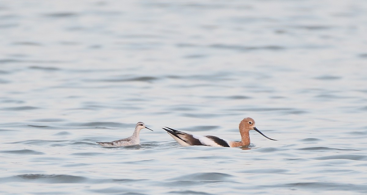 hvithalesvømmesnipe - ML361661801