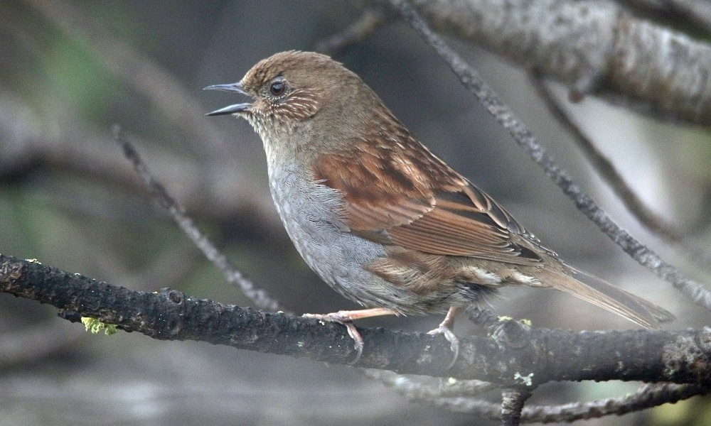 Japanese Accentor - ML361661851