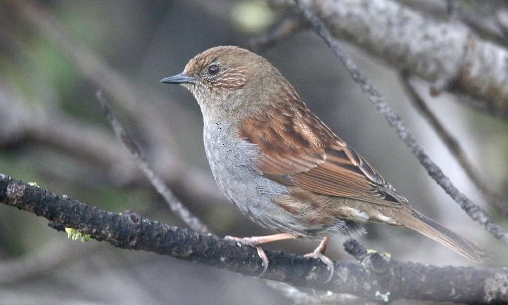 Japanese Accentor - ML361661861