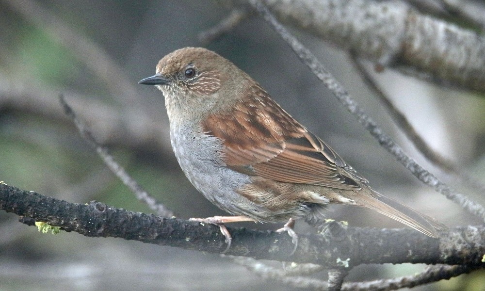 Japanese Accentor - ML361661871