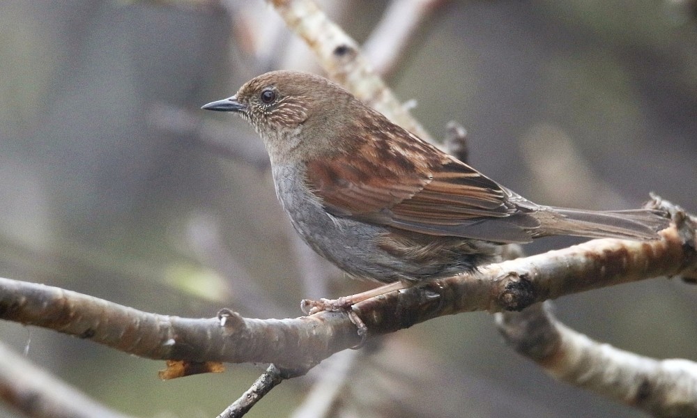 Japanese Accentor - ML361661901