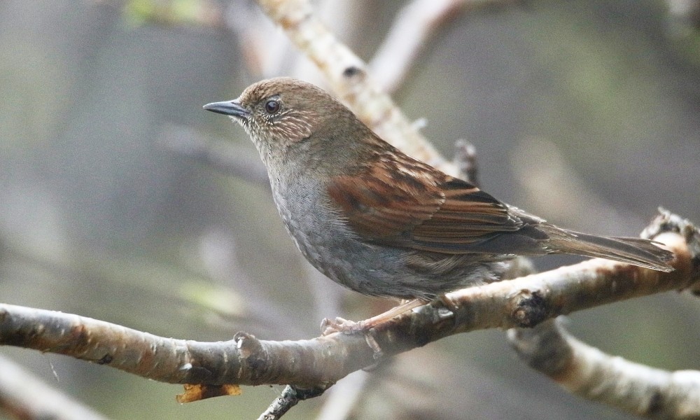 Japanese Accentor - ML361661911