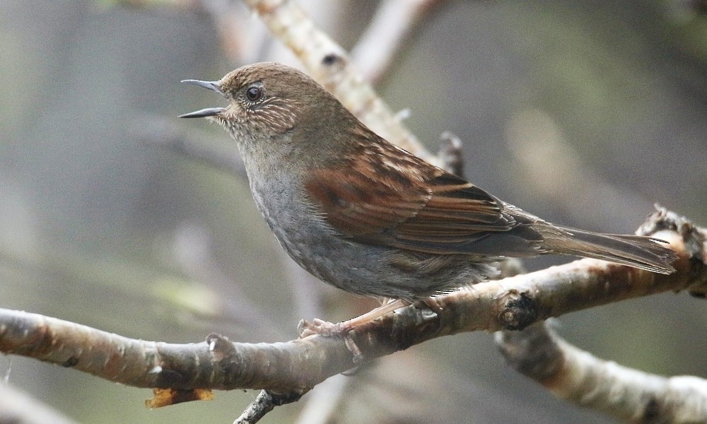 Japanese Accentor - ML361661941