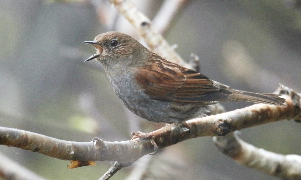 Japanese Accentor - Pavel Parkhaev