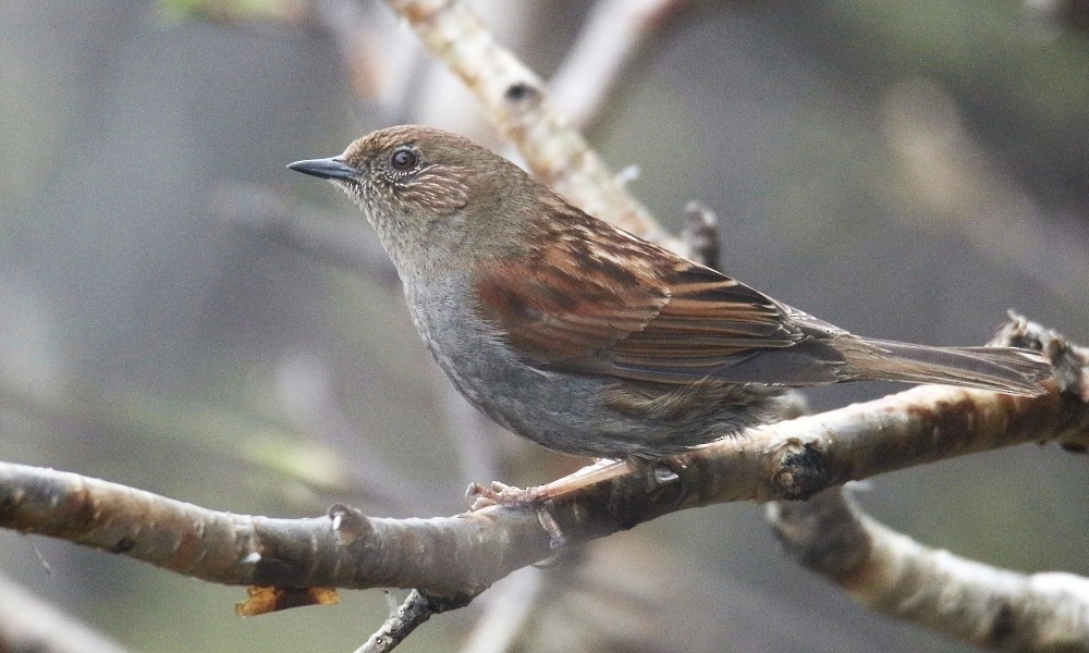 Japanese Accentor - ML361661961