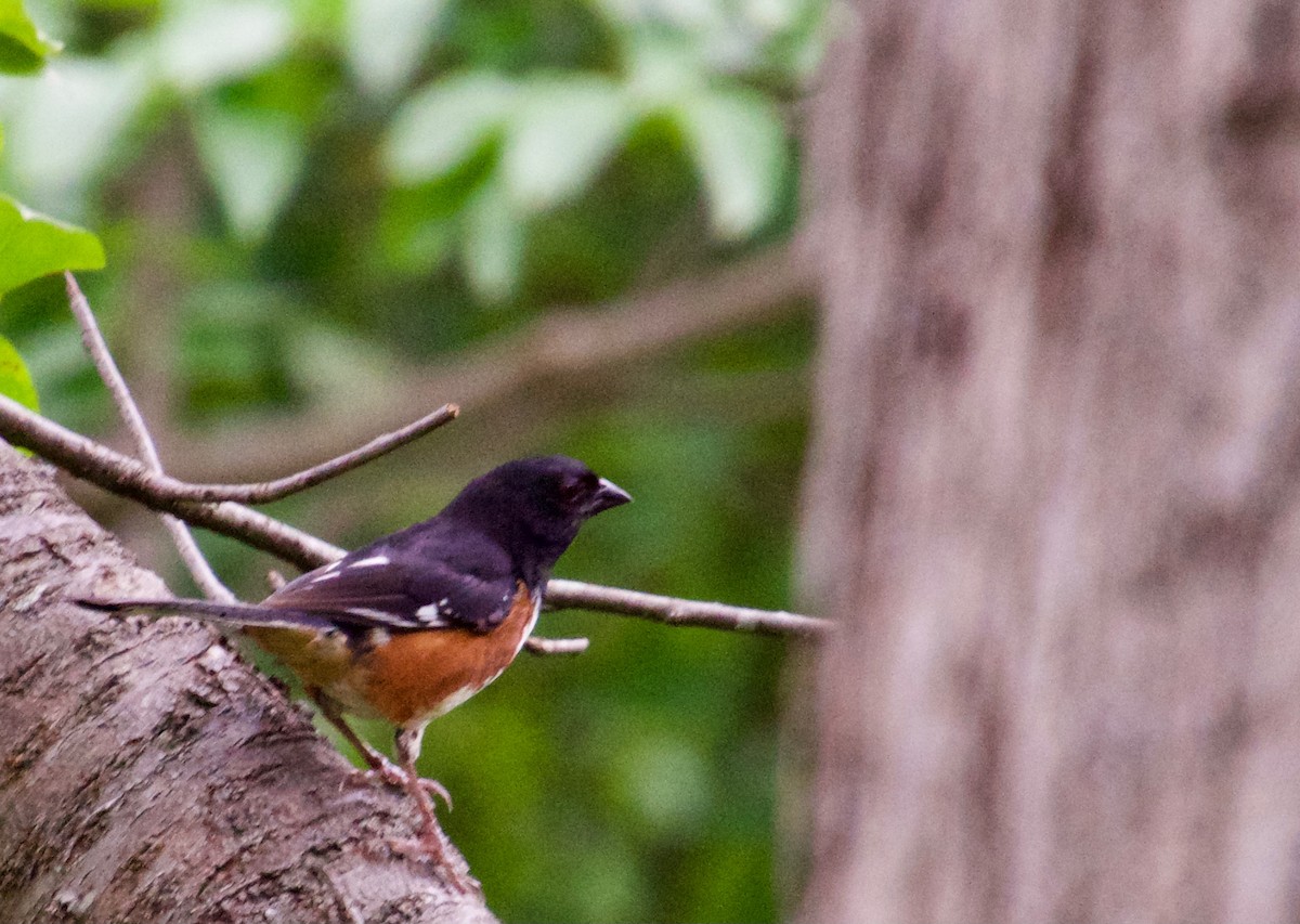 Eastern Towhee - ML361662471