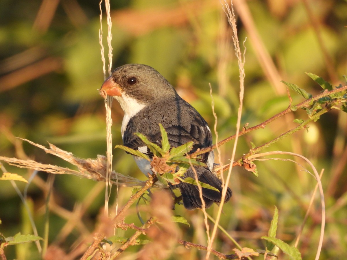 White-bellied Seedeater - ML361663631