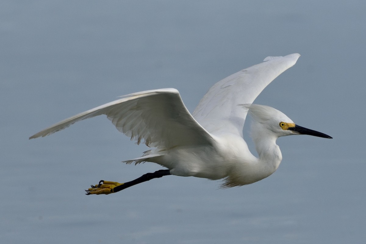 Snowy Egret - ML361663701