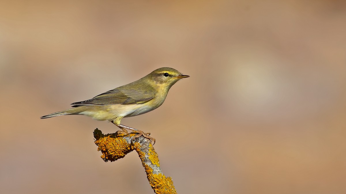 Willow Warbler - Sezai Goksu