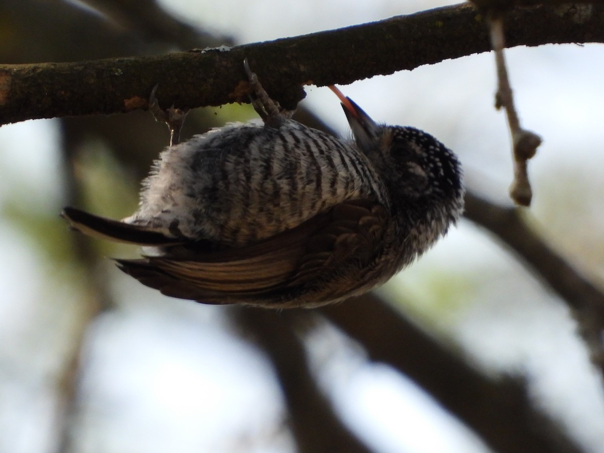 White-barred Piculet - ML361666181