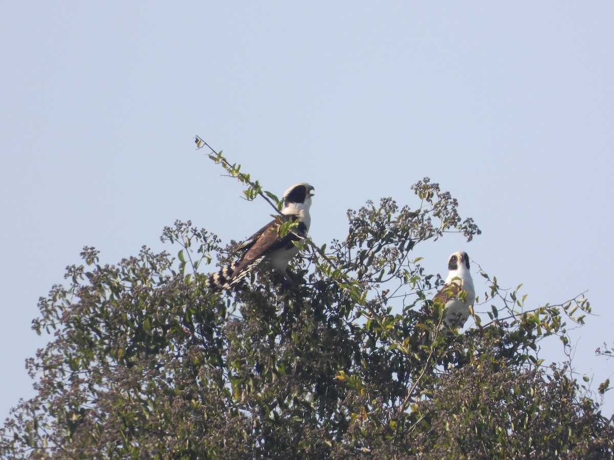 Laughing Falcon - Rafael Salcedo