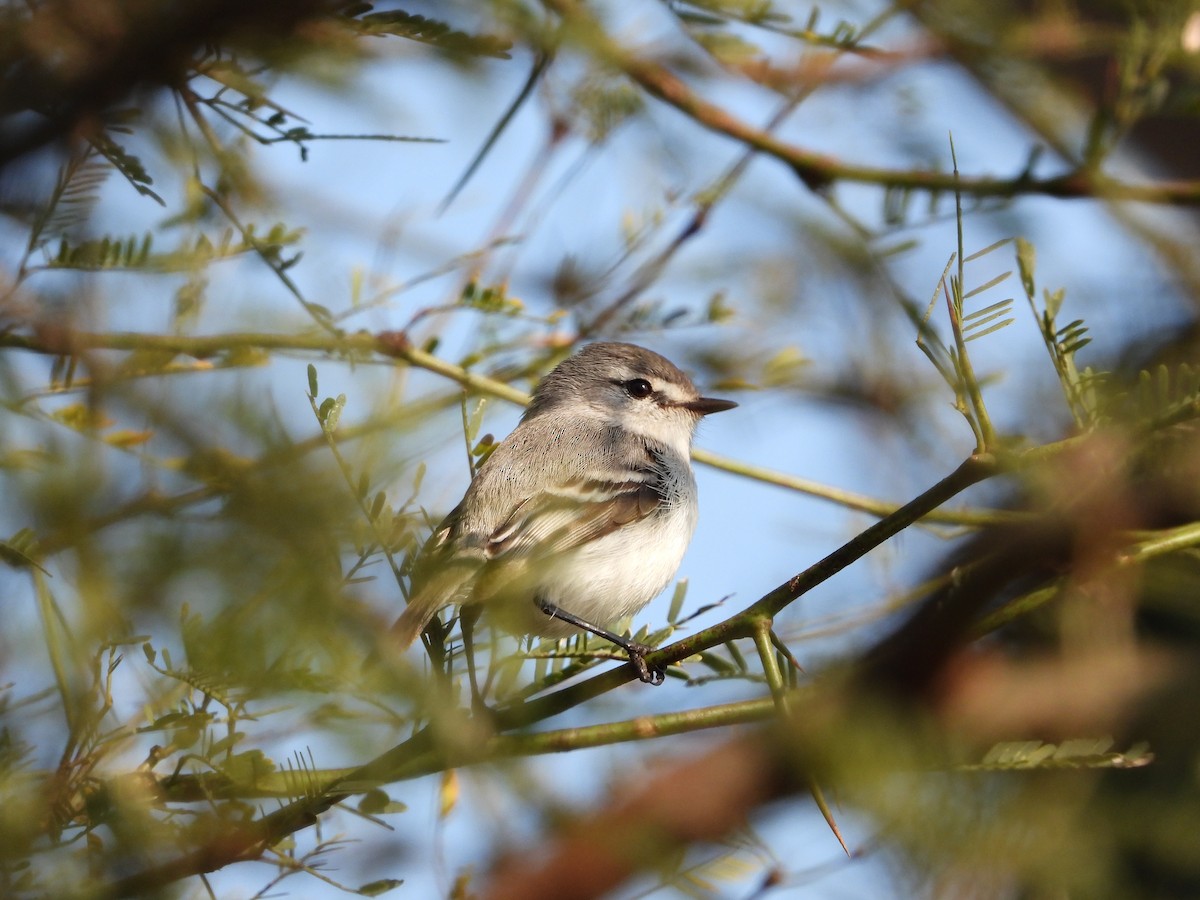 White-crested Tyrannulet (White-bellied) - ML361666351