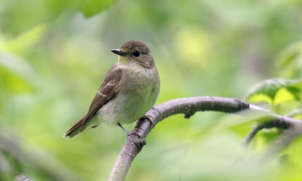 Narcissus Flycatcher - ML361668421