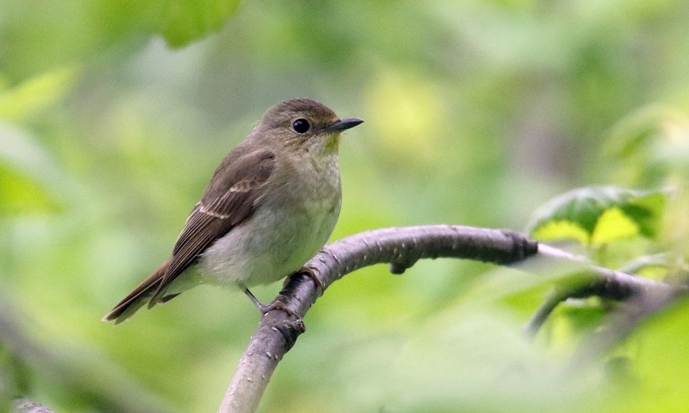 Narcissus Flycatcher - ML361668431