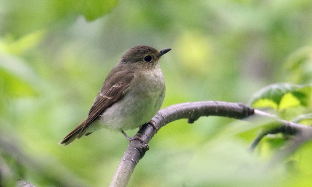 Narcissus Flycatcher - ML361668441