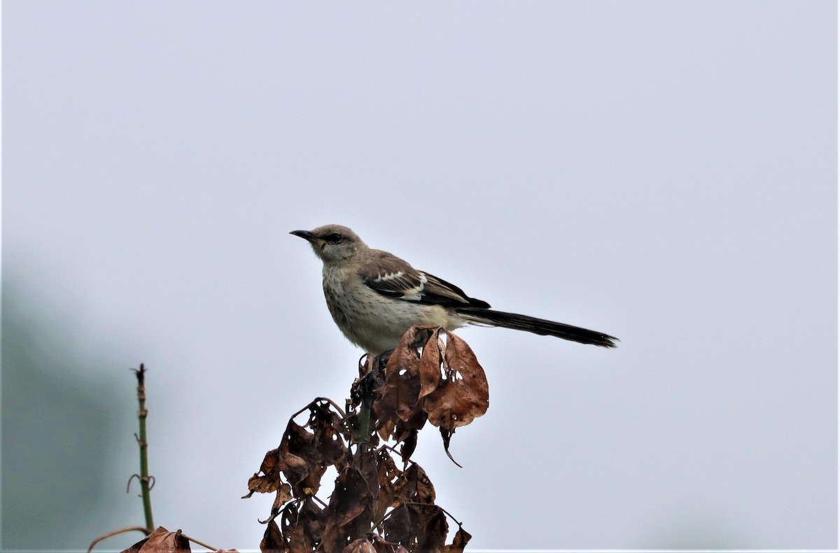 Northern Mockingbird - ML361668601