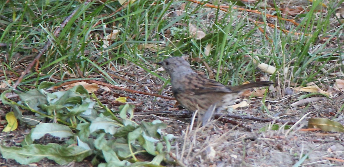 Dunnock - ML36166951