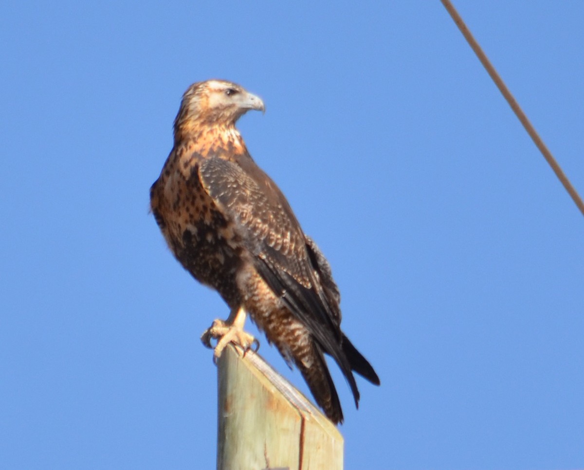 Black-chested Buzzard-Eagle - ML361669801