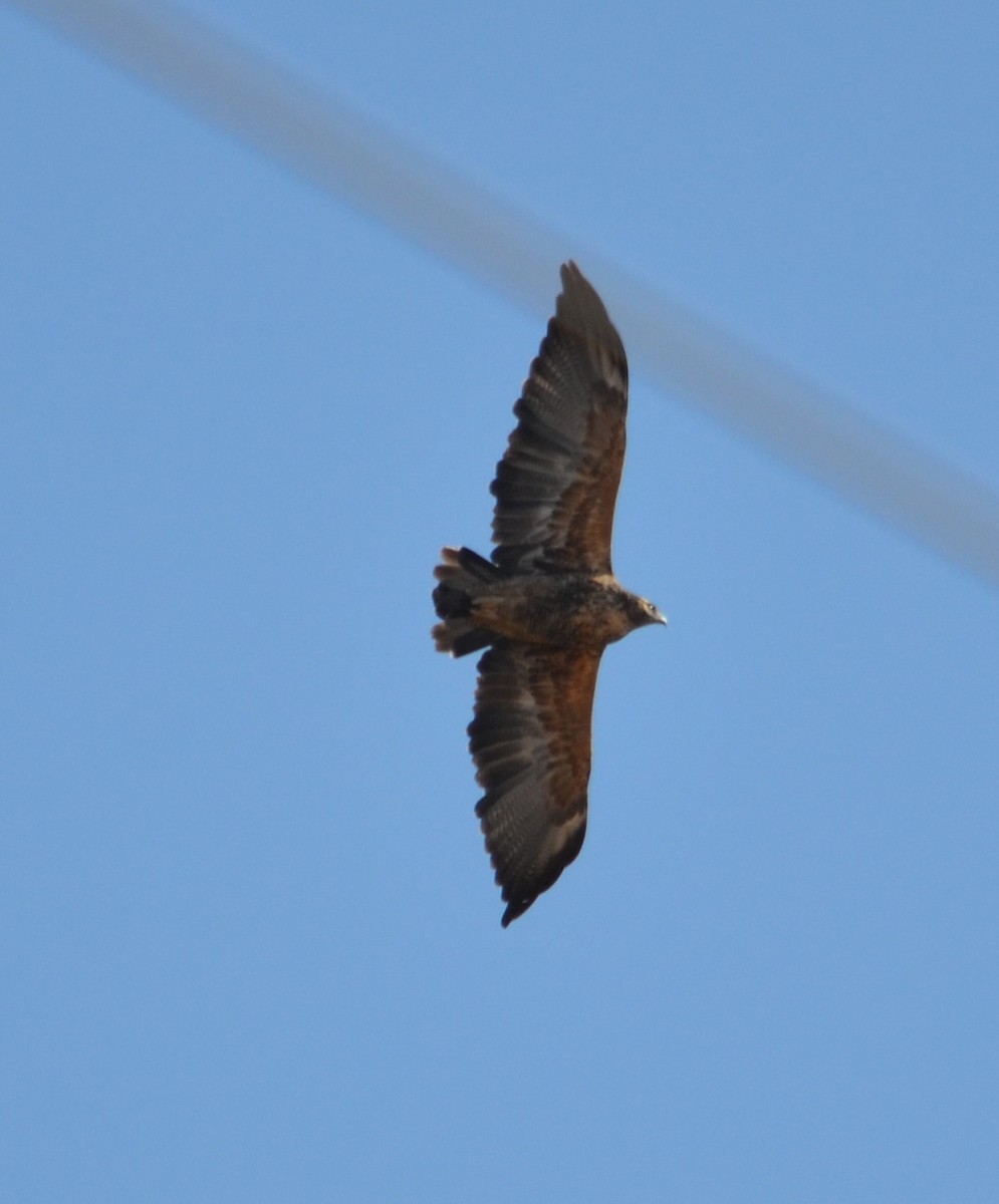 Black-chested Buzzard-Eagle - Viviana Fuentes