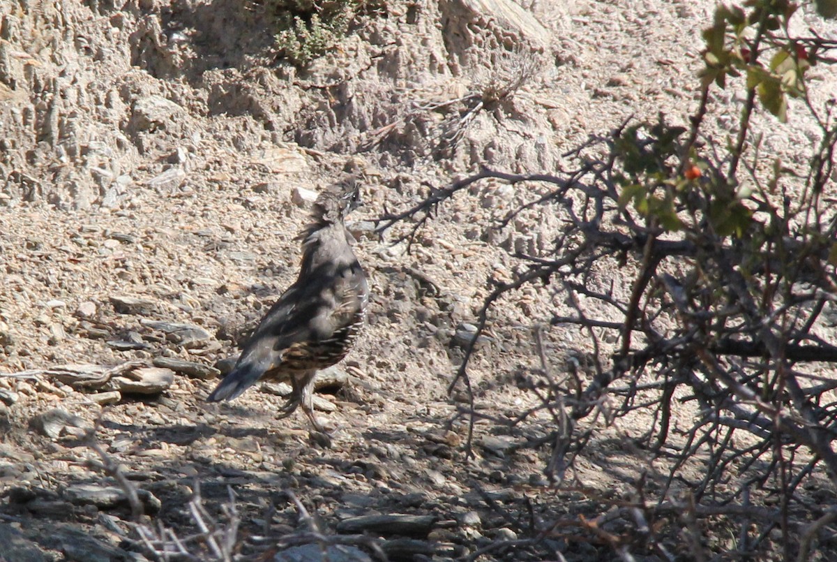 California Quail - ML36167021