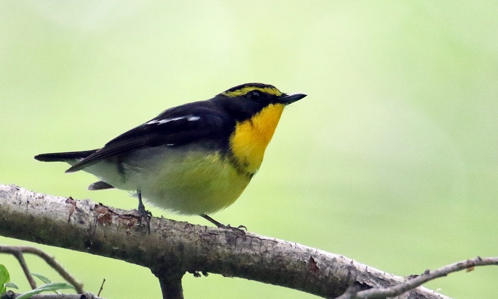 Narcissus Flycatcher - ML361671101