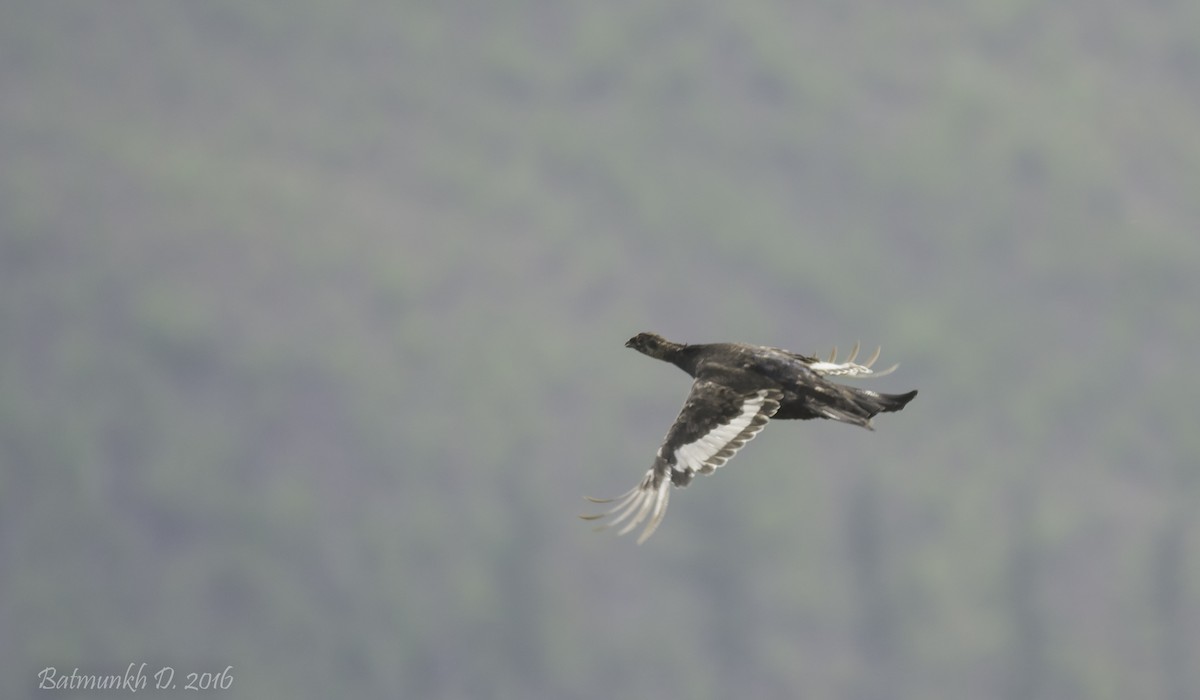 Black Grouse - ML36167111