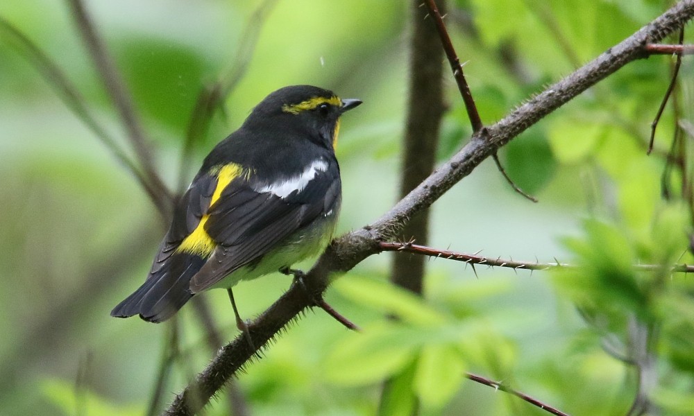 Narcissus Flycatcher - ML361671121