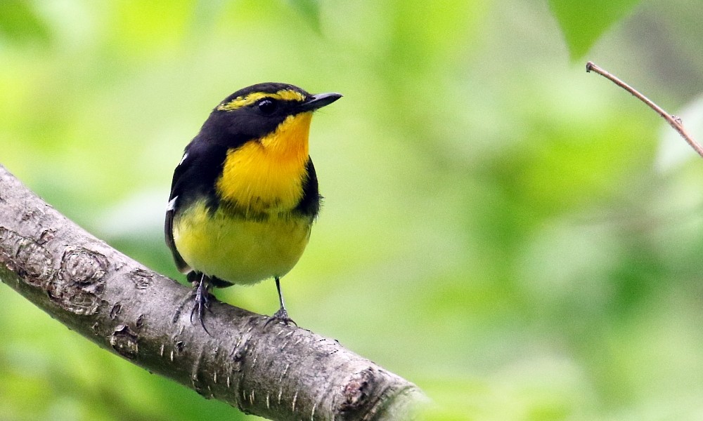 Narcissus Flycatcher - ML361671141