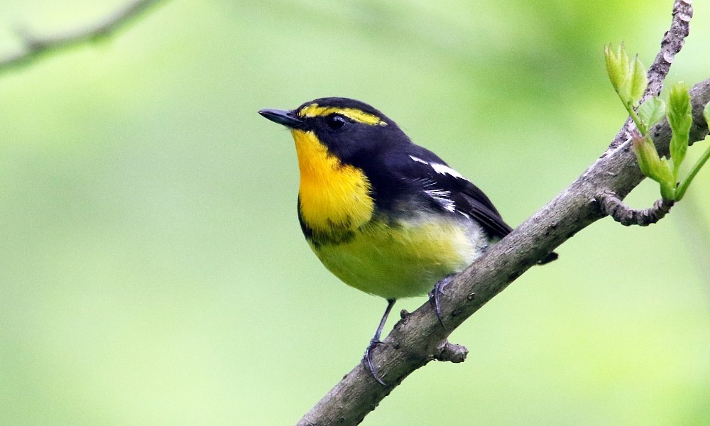 Narcissus Flycatcher - ML361671151