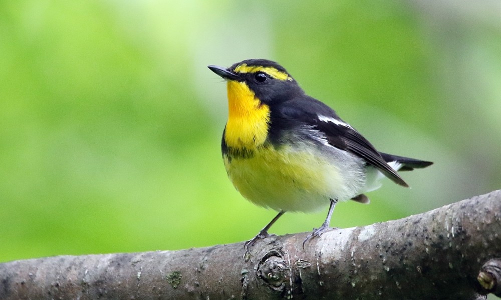 Narcissus Flycatcher - ML361671181