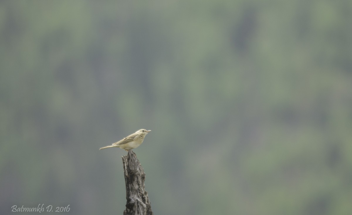 Blyth's Pipit - ML36167121