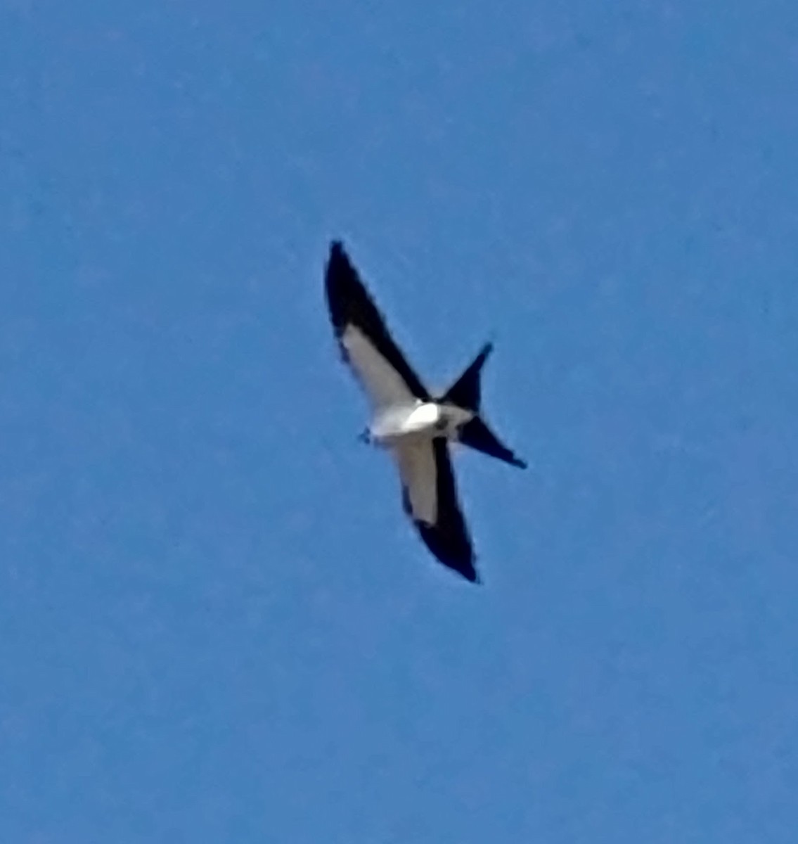 Swallow-tailed Kite - ML361671301