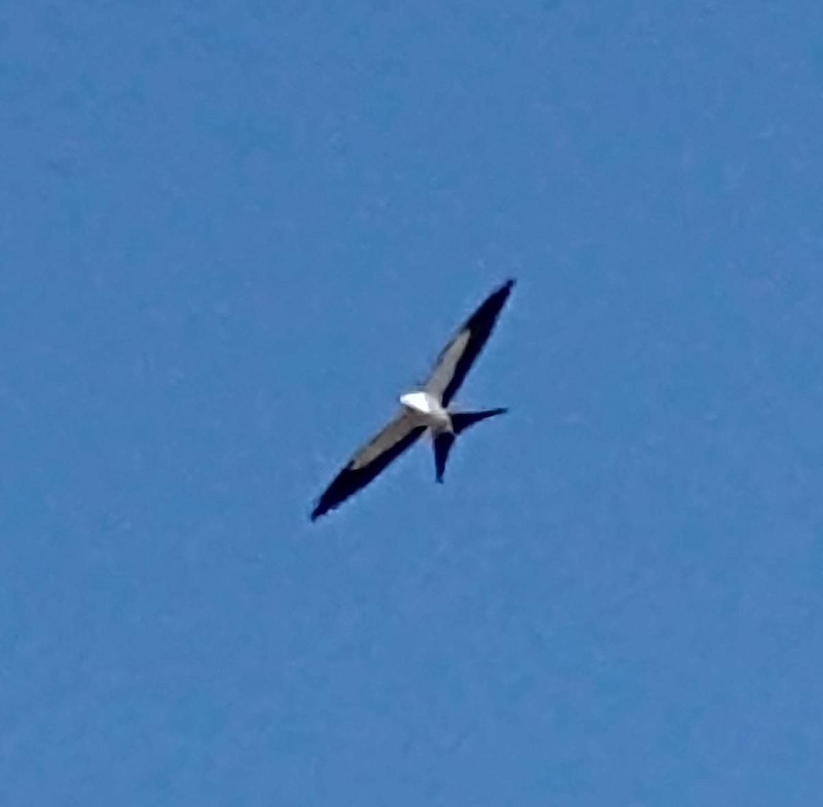 Swallow-tailed Kite - ML361671311