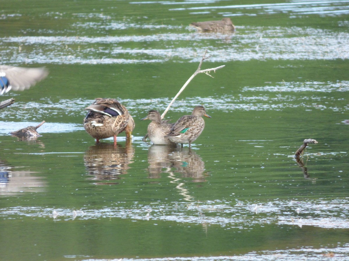 Green-winged Teal - ML361671331