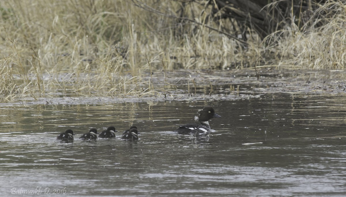 Common Goldeneye - ML36167141