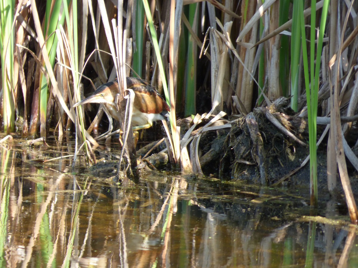 Least Bittern - ML361671571