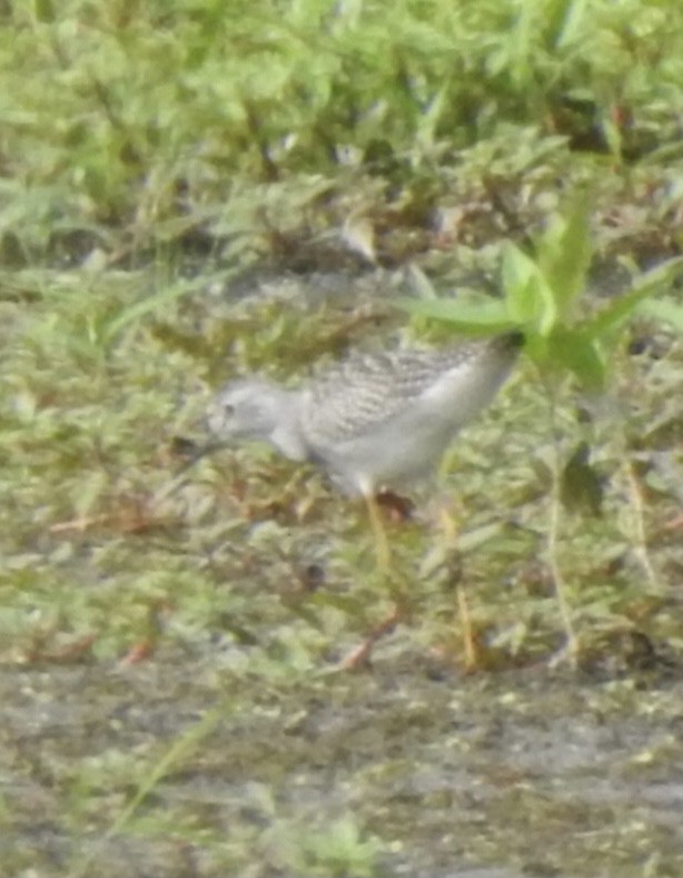 Lesser Yellowlegs - ML361671961