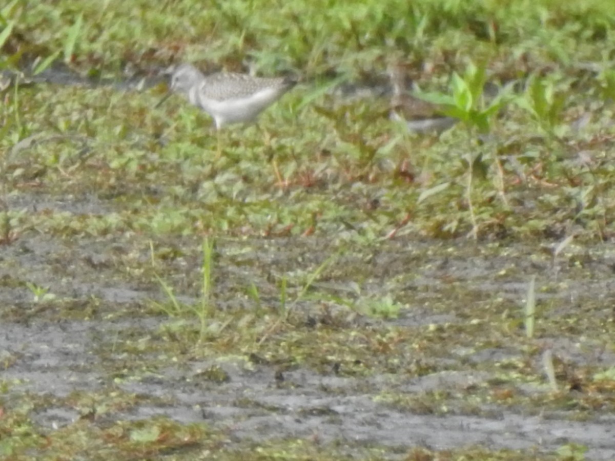 Lesser Yellowlegs - ML361672141