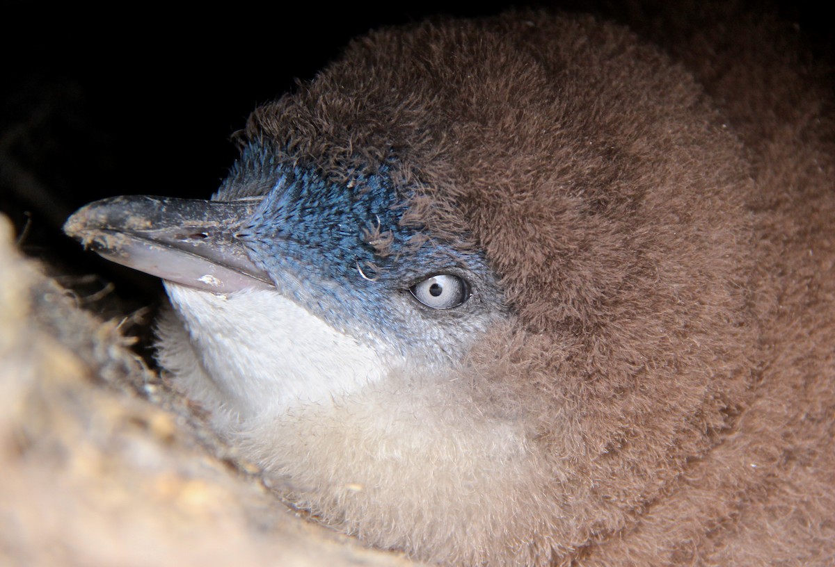 Малый пингвин - ML36167241