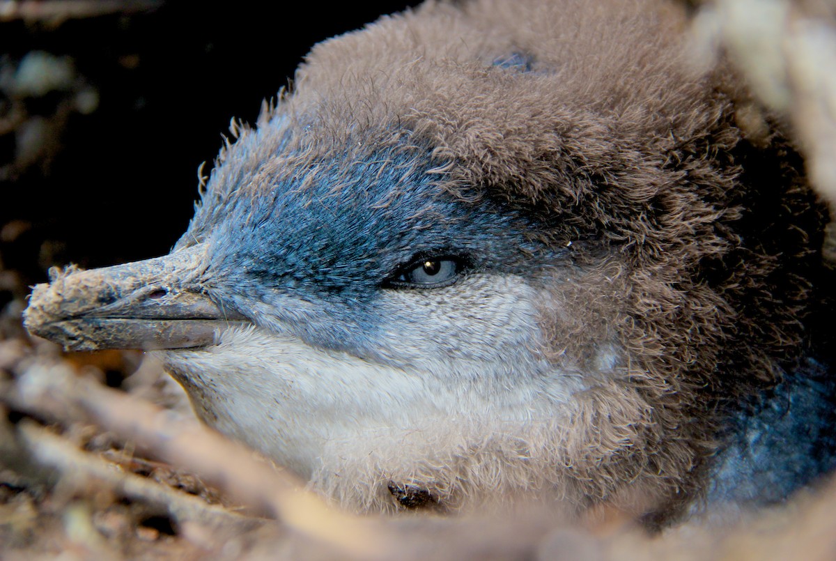 コビトペンギン - ML36167261