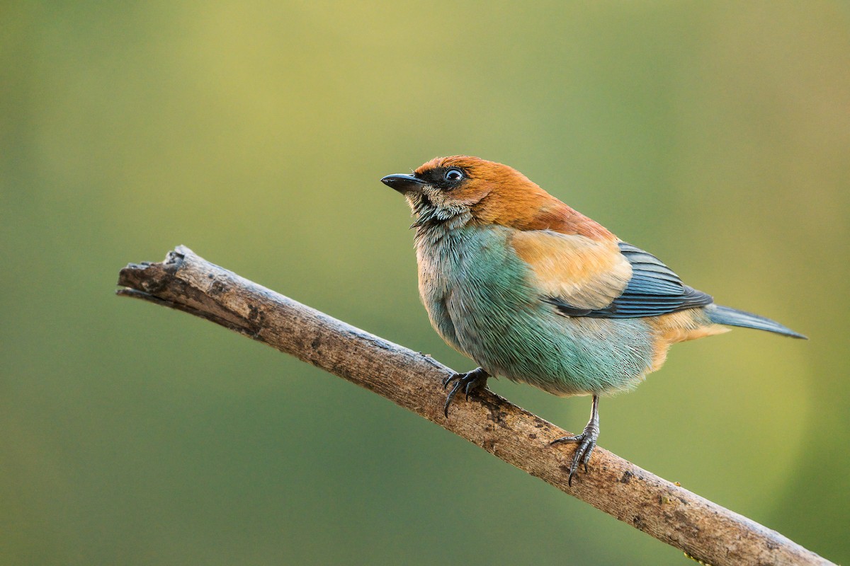 Chestnut-backed Tanager - Jorge Claudio Schlemmer